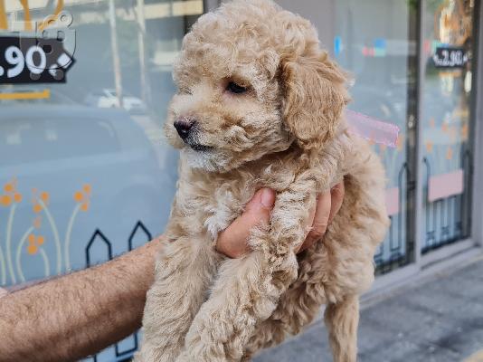 PoulaTo: Poodle apricot mini - Κανίς βερυκοκί μίνι