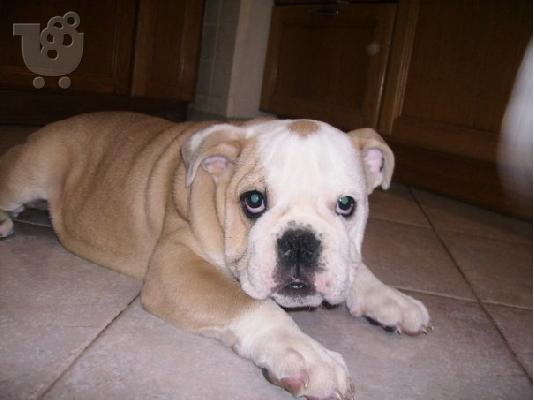 PoulaTo: ENGLISH BULLDOG
