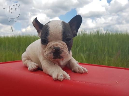 PoulaTo: French bulldog
