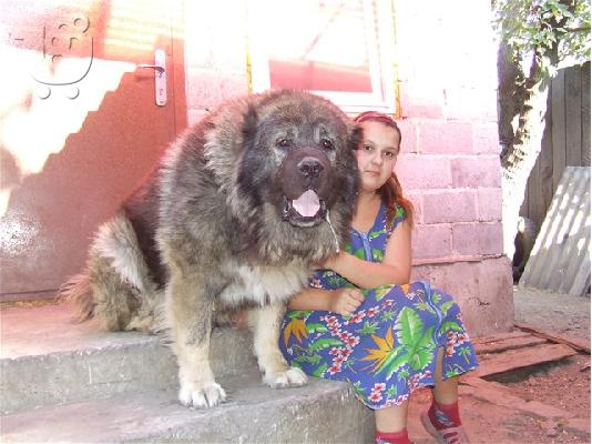 PWLEITE CUACASIAN THILIKO ETOIMH GIA ANAPARAGWGI!! 