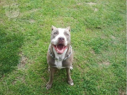 PoulaTo: pit bull blue spania