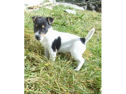 PoulaTo: Jack Russell terrier Τεριέ Τζακ Ράσελ