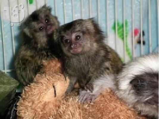 PoulaTo: Marmosets Monkeys Διαθέσιμα τώρα
