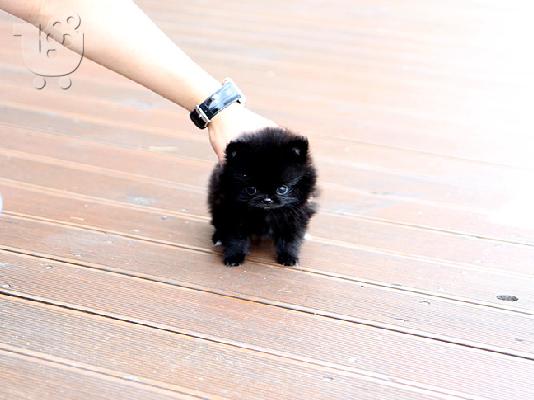 Πανέμορφα κουτάβια τσαγιού Pomeranian προς πώληση ή υιοθεσία....
