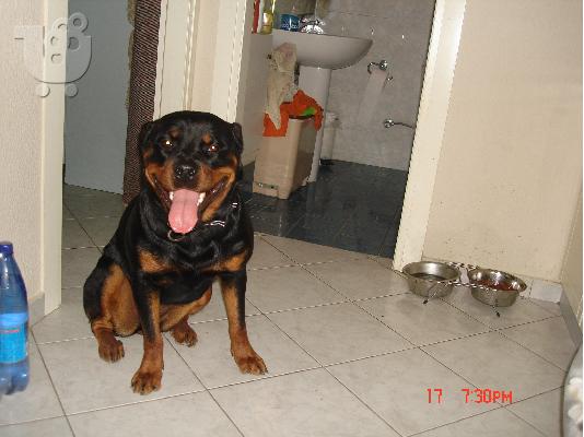 rottweiler puppies