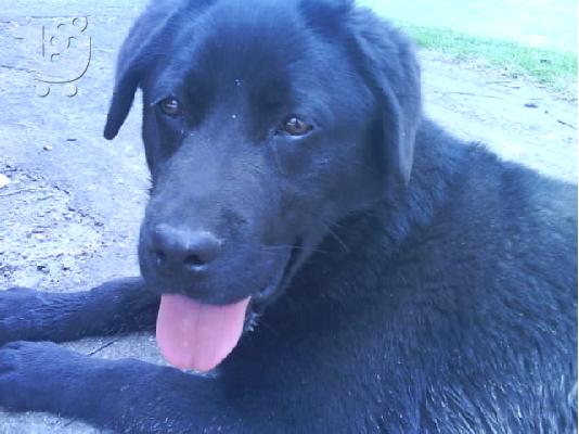 labrador