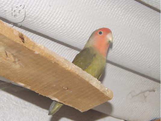 love birds