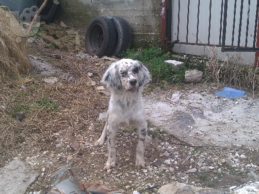 English Setter tricolore