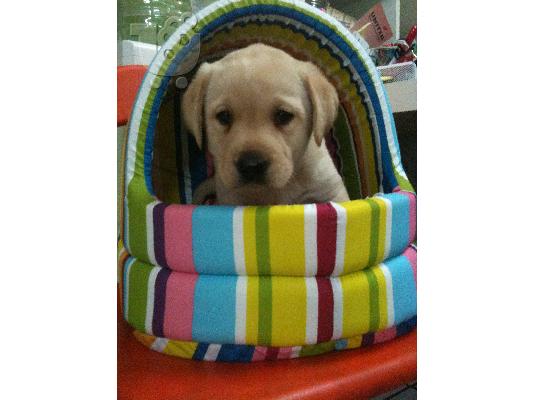 PoulaTo: labrador