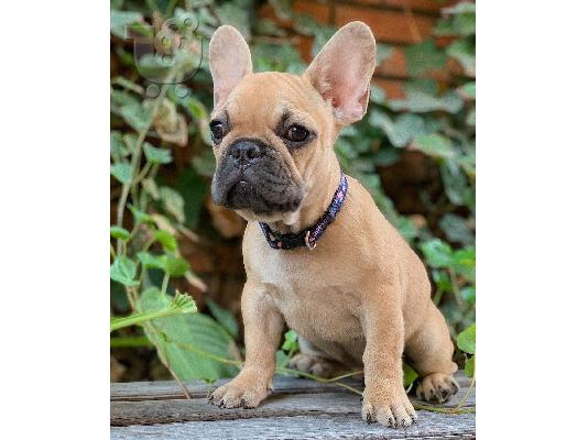 PoulaTo: French bulldog puppy for sale