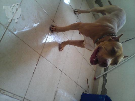 pitbul