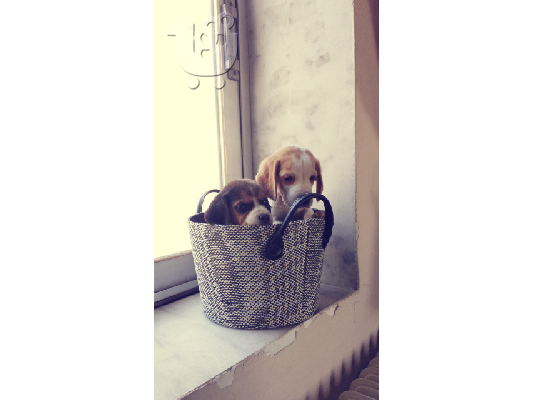 PoulaTo: ΜΠΙΓΚΛ
