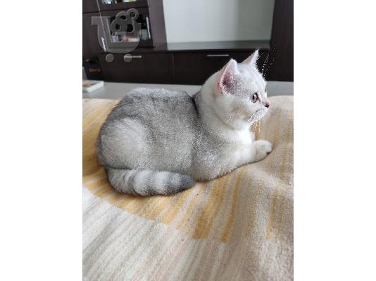 PoulaTo: Scottish Fold Kittens For Sale