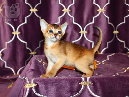 PoulaTo: Abyssinian Kittens For Sale
