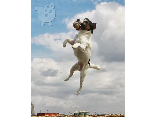 Jack Russell καθαροαιμα 6979314054 ΚΡΗΤΗ-ΑΘΗΝΑ
