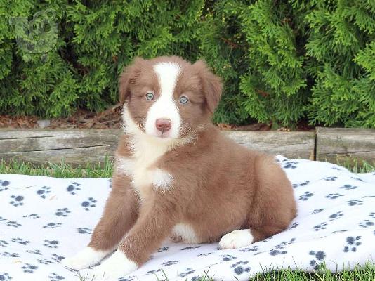 PoulaTo: Κουτάβια Border Collie