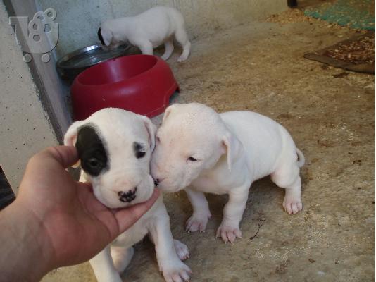 Dogo Argentino