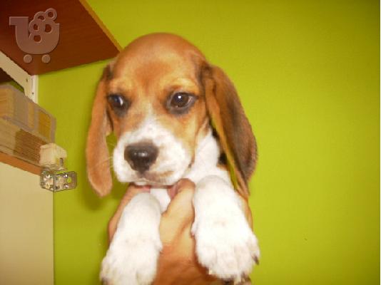 PoulaTo: BEAGLE-ΜΠΙΓΚΛ Μπίγκλ