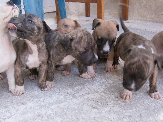 PoulaTo: pit bull