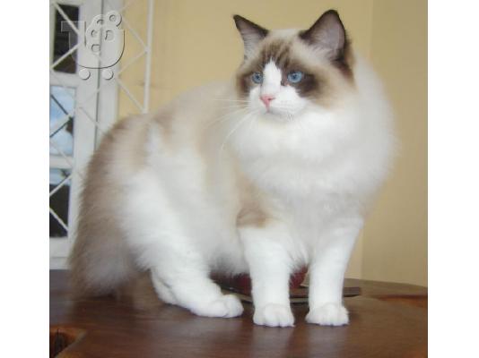 PoulaTo: Imamo nekoliko prekrasnih ragdoll mačića koji traže svoj vječni