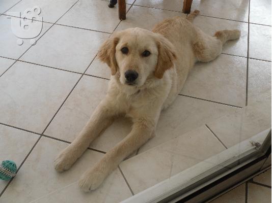 PoulaTo: GOLDEN RETRIEVER