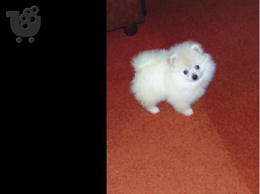SPITZ