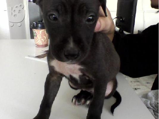 PoulaTo: Pit Bull 50e eukairia!