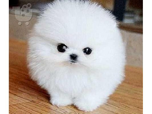 Εξαιρετικό φλιτζάνι τσαγιού Pomeranian κουτάβια για υιοθεσία και δώρο...