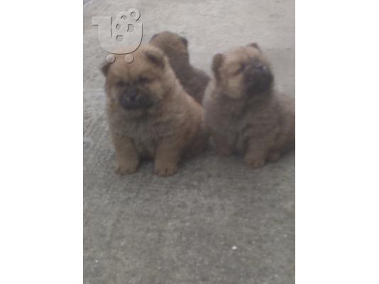 PoulaTo: chow-chow