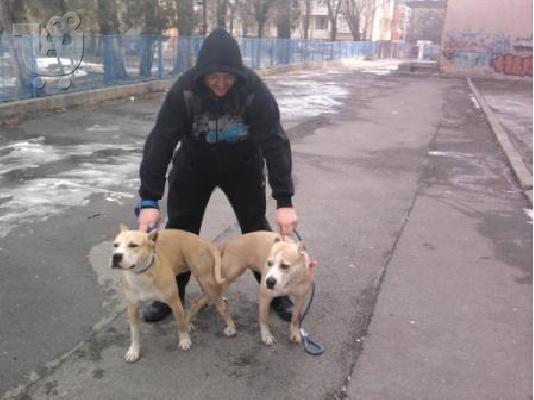Pitt bull  καθαροαιμα