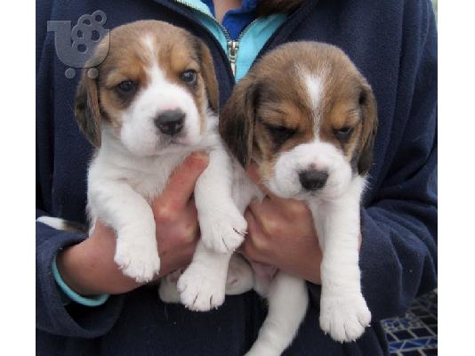 PoulaTo: Διαθέσιμα όμορφα κουτάβια Beagle