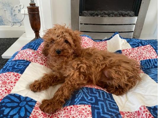 Cavapoo Red
