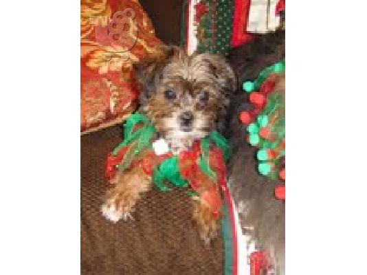 lovely  puppy