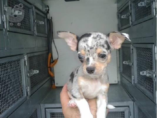 PoulaTo: Chihuahua