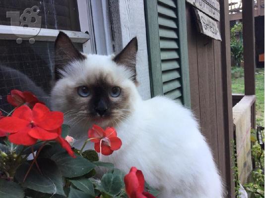 PoulaTo: Δύο γατάκια Ragdoll