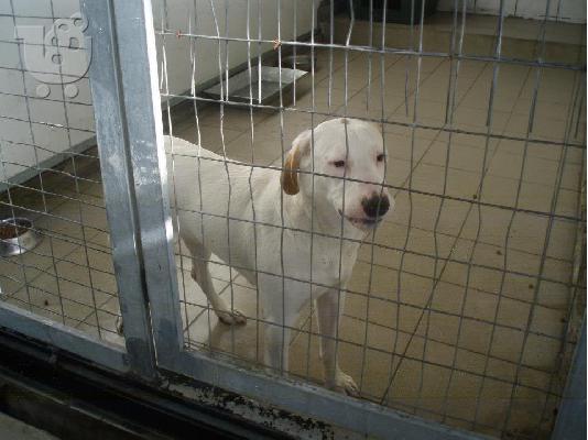 Ημίαιμη Dogo Argentino χαριζεται