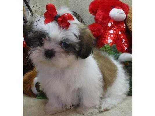 PoulaTo: Awesome Shih Tzu Puppy Available
