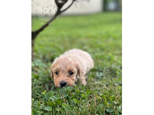 Maltipoo κουτάβια προς πώληση