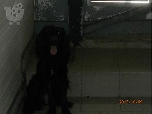 Gordon setter Χαριζεται