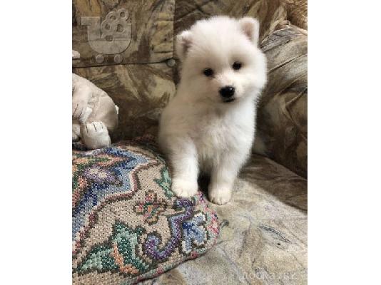 Πώληση κουτάβια Samoyed.