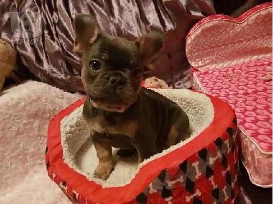 PoulaTo: κουτάβια σκυλιών frenchbull