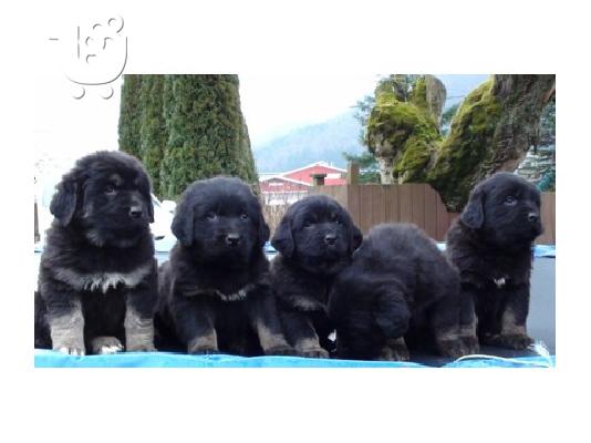 Tibetan Mastiff
