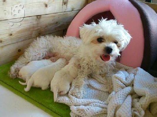 Maltese mini / Μαλτεζ μινι μοναδικα εκθεσιακους γονεις