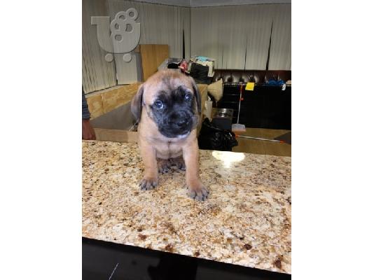 PoulaTo: Ωραία κουτάβια τεριέ BULLMASTIFF