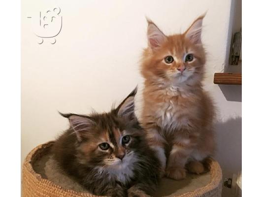 PoulaTo: Ποιότητα Maine Coon Kitten