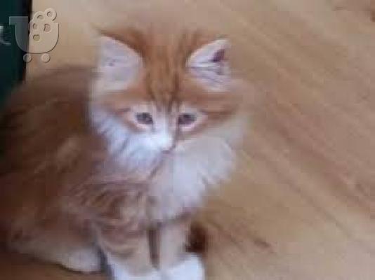PoulaTo: Διαθέσιμο Maine Coon γατάκια