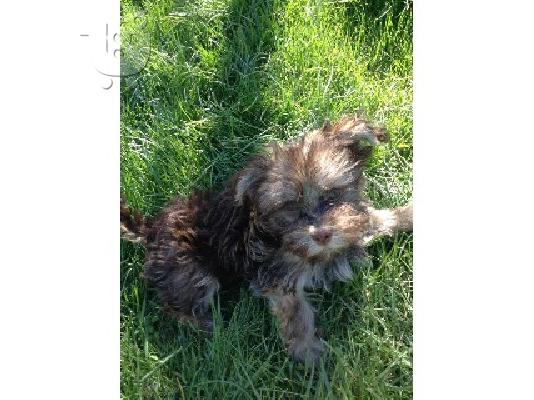 PoulaTo: Maltese Puppies