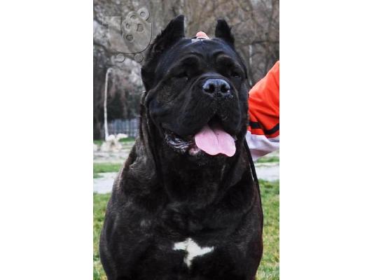 Κουτάβια Cane Corso