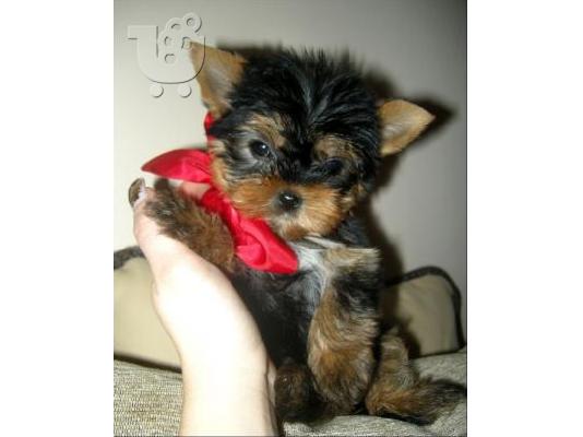 YORKSHIRE TERRIER