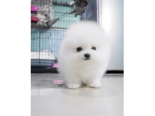 μινιατούρα pomeranian